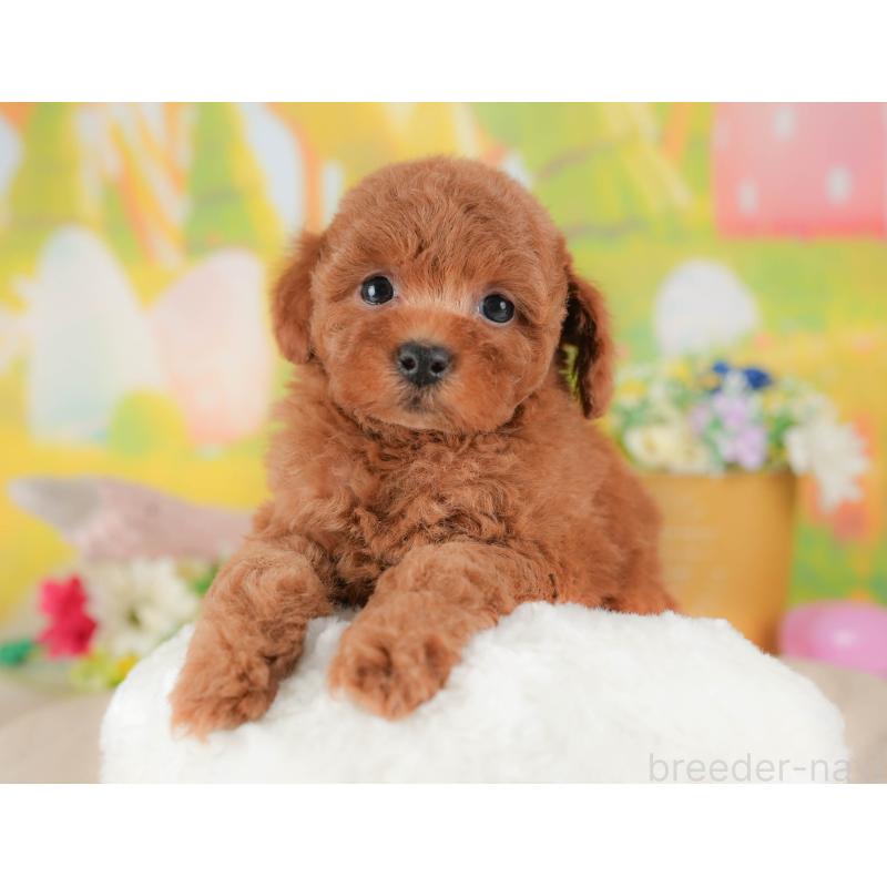 販売中の群馬県のトイプードル-431531の5枚目