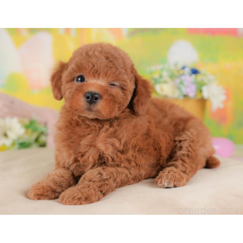 販売中の群馬県のトイプードル-431531の4枚目