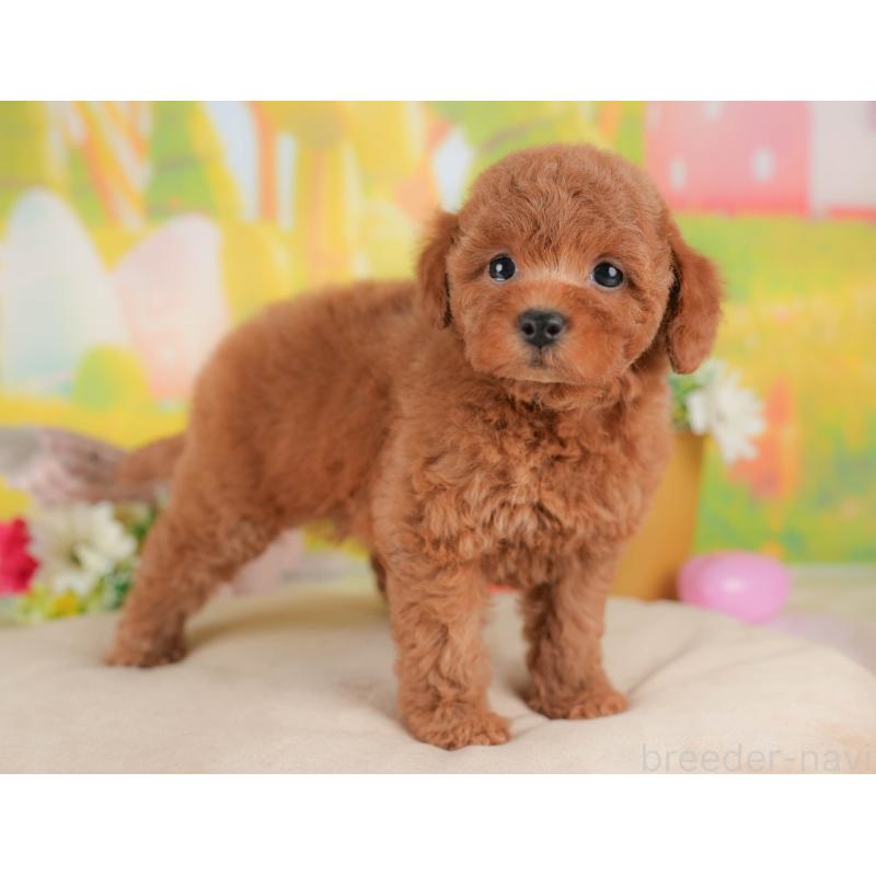 販売中の群馬県のトイプードル-431531の3枚目