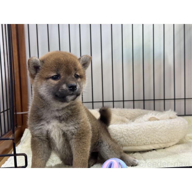 販売中の岡山県の柴犬-431367の5枚目