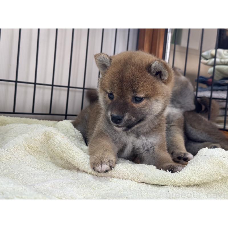 販売中の岡山県の柴犬-431367の4枚目