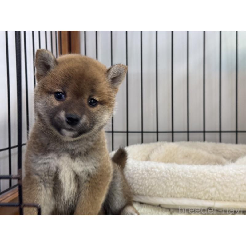 販売中の岡山県の柴犬-431367の3枚目