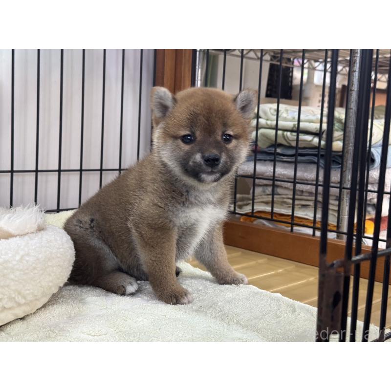 販売中の岡山県の柴犬-431367の2枚目