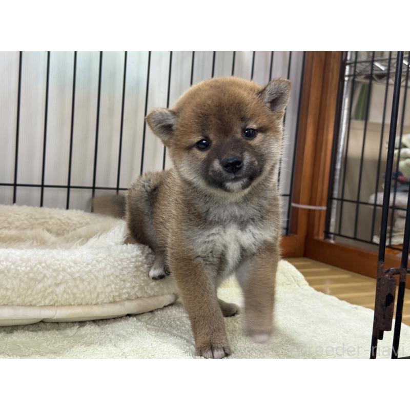 販売中の岡山県の柴犬-431367