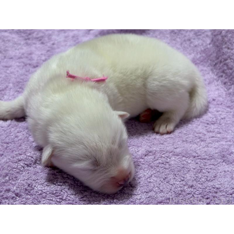 販売中の北海道のサモエド-431369の3枚目