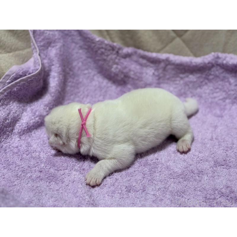 販売中の北海道のサモエド-431369の2枚目