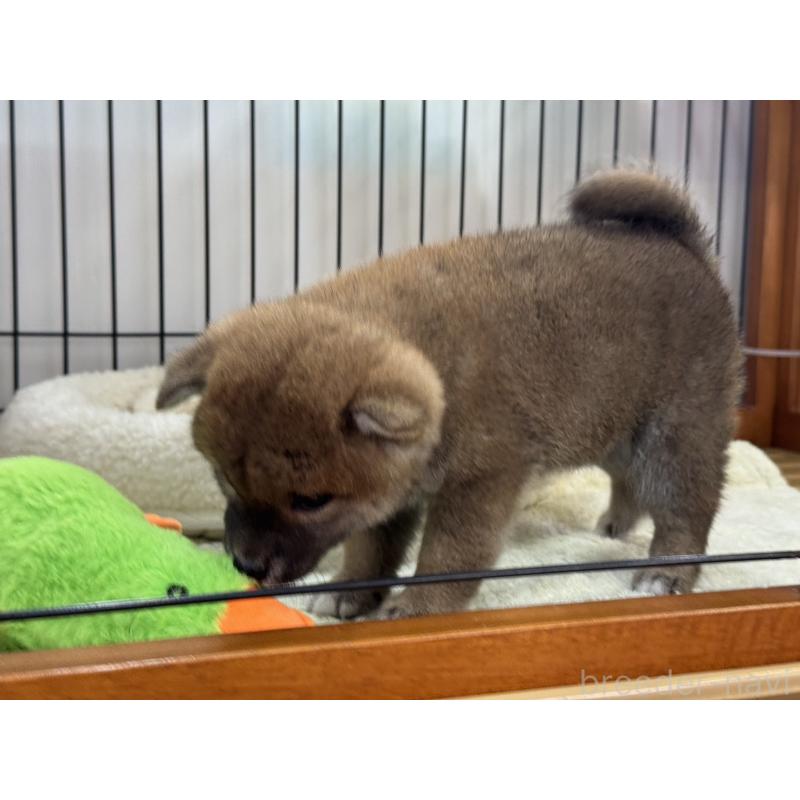 販売中の岡山県の柴犬-431371の4枚目