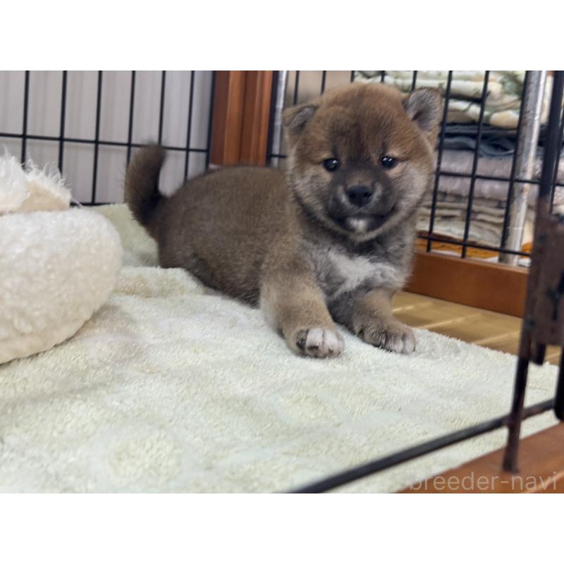 販売中の岡山県の柴犬-431371の3枚目