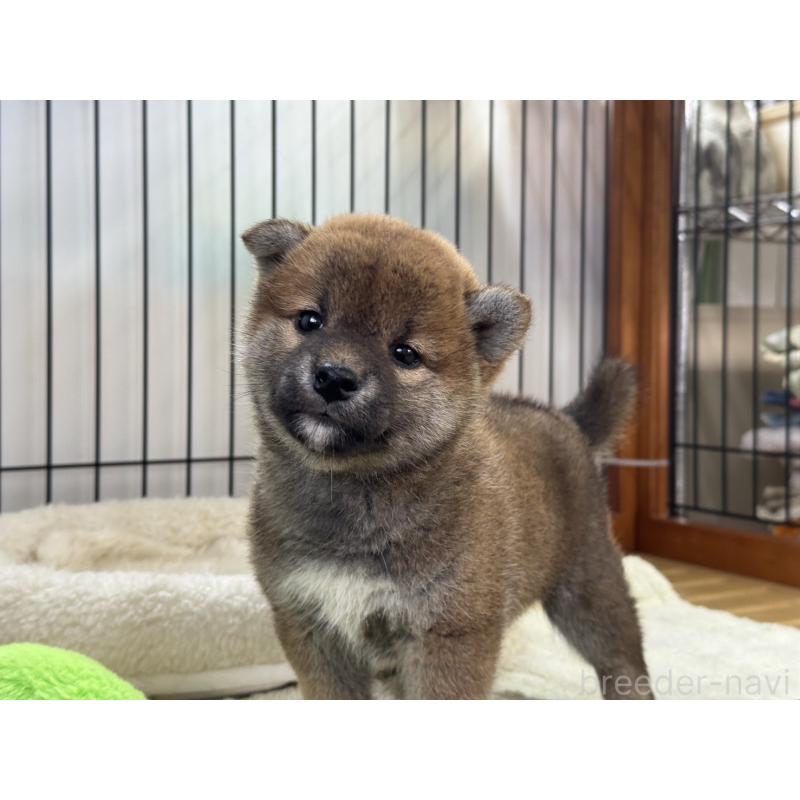 販売中の岡山県の柴犬-431371の2枚目