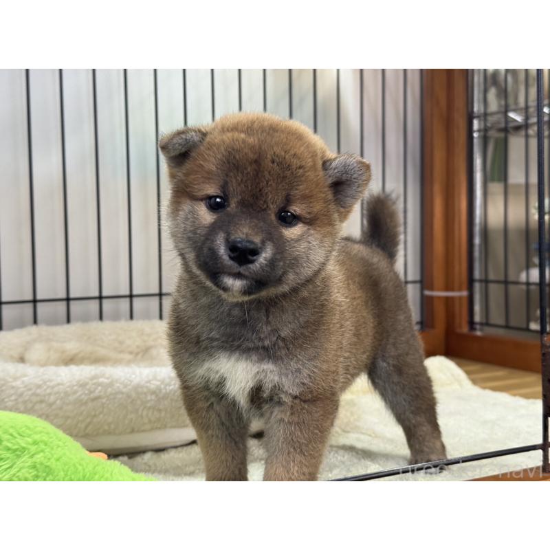 販売中の岡山県の柴犬-431371の1枚目