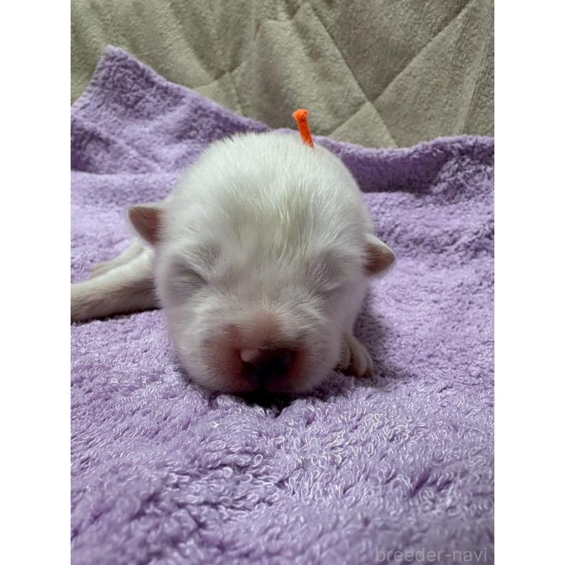 販売中の北海道のサモエド-431372の3枚目