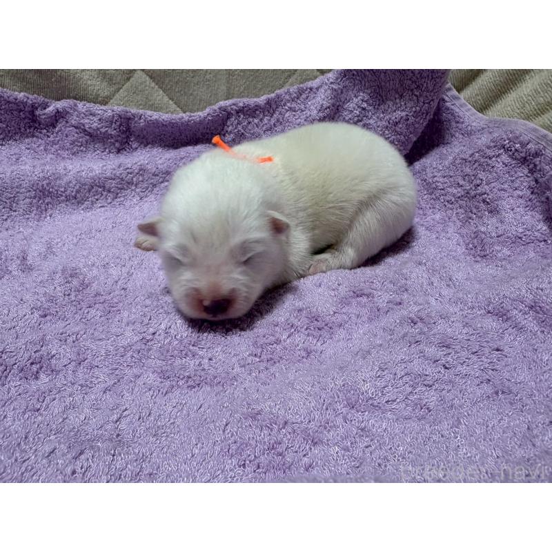 販売中の北海道のサモエド-431372の2枚目