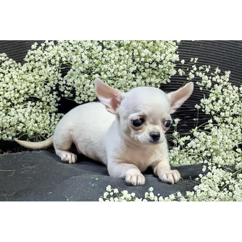 成約済の静岡県のチワワ(スムースコート)-431374の4枚目