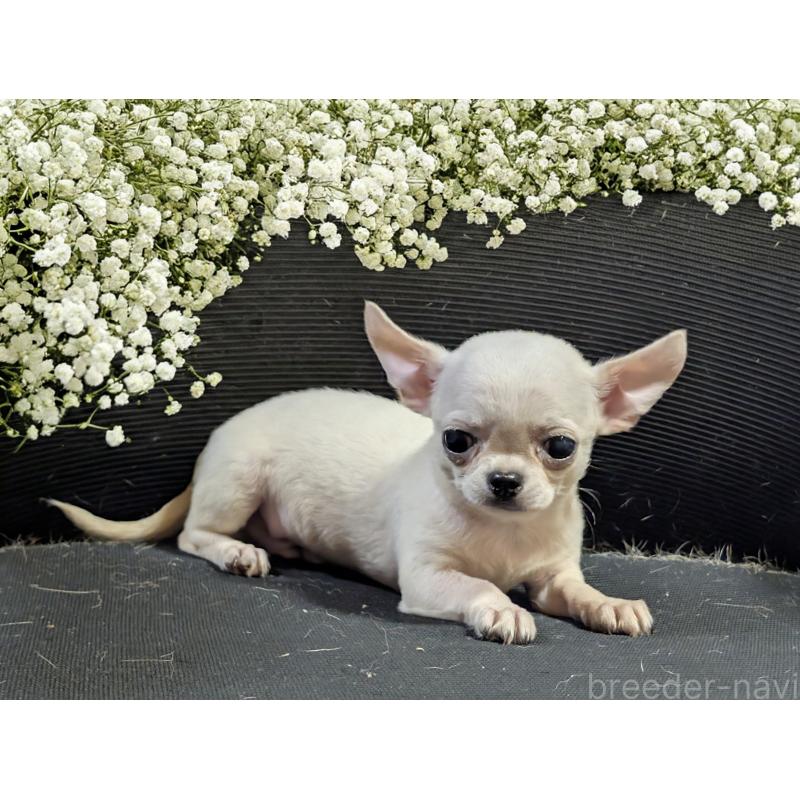 成約済の静岡県のチワワ(スムースコート)-431374の2枚目