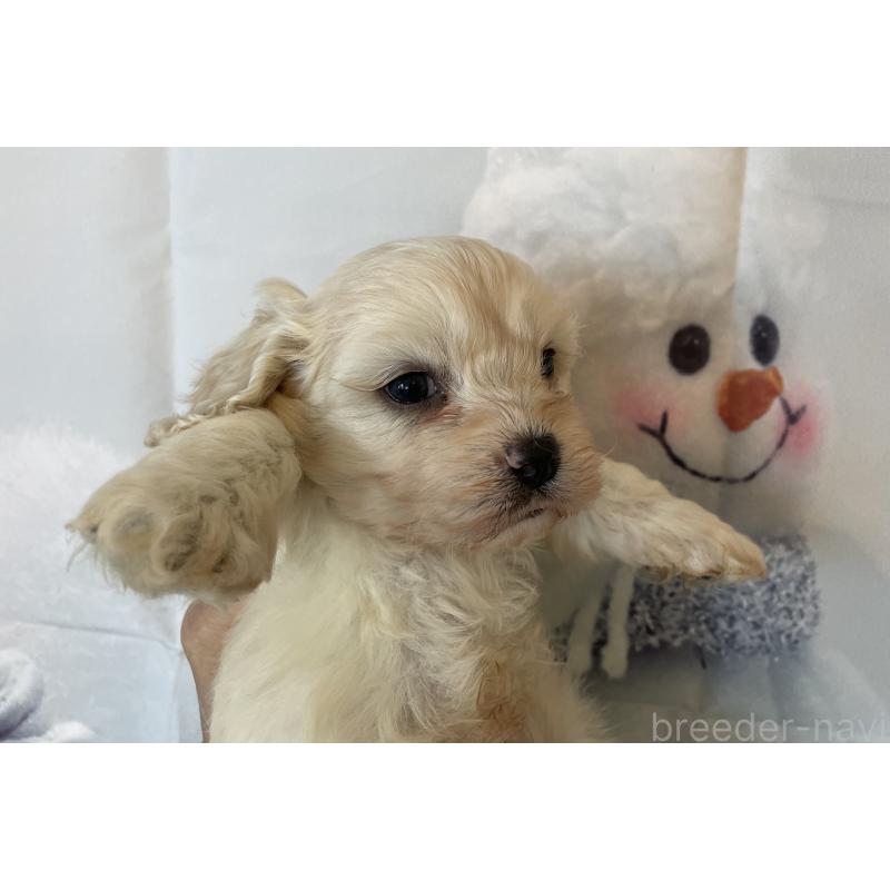 販売中の北海道のミックス犬-431379の6枚目