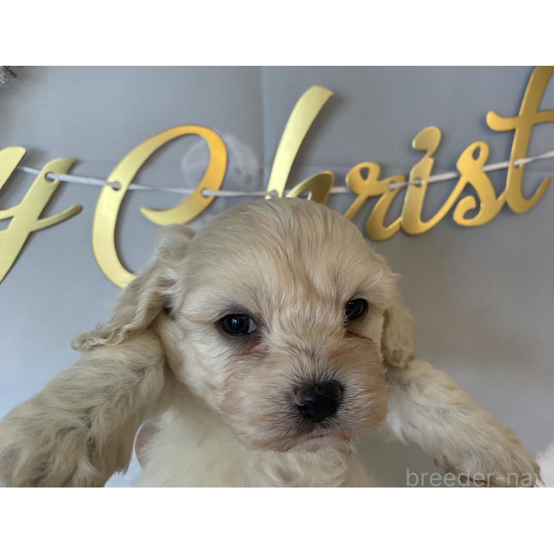 販売中の北海道のミックス犬-431379の5枚目