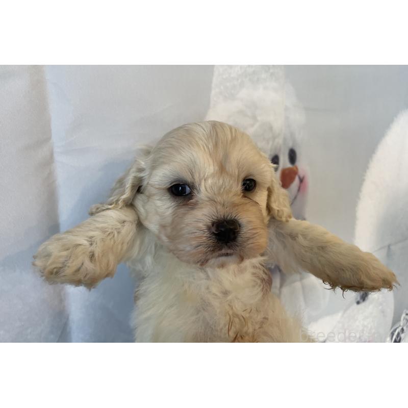 販売中の北海道のミックス犬-431379の4枚目