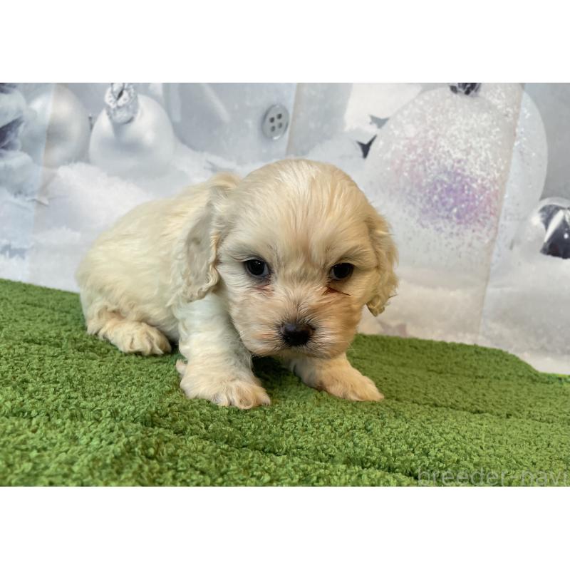 販売中の北海道のミックス犬-431379の3枚目