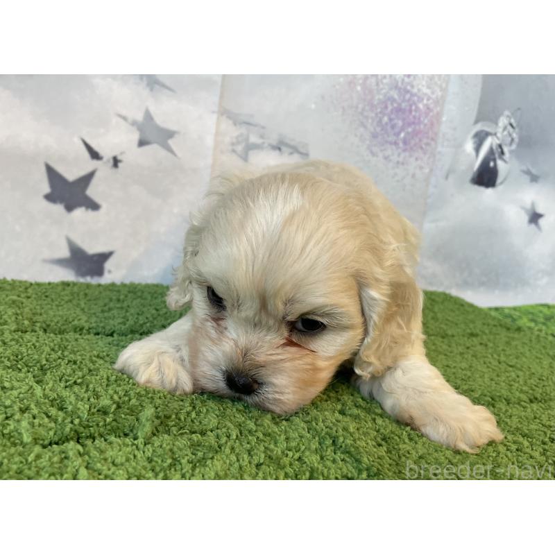 販売中の北海道のミックス犬-431379の2枚目