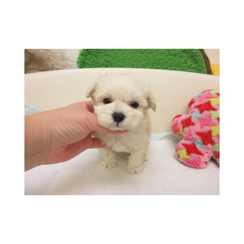 販売中の大阪府のマルプー:マルチーズ×トイプードル-431378の2枚目