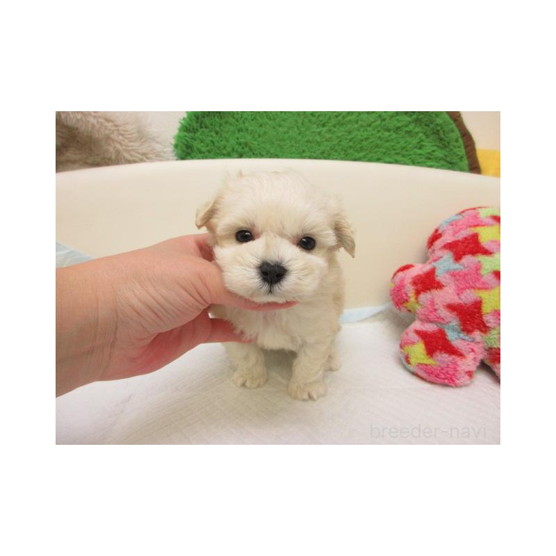 販売中の大阪府のマルプー:マルチーズ×トイプードル-431378