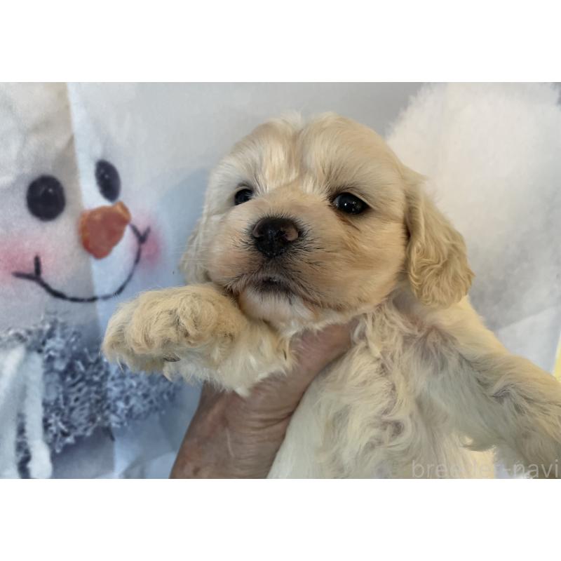 販売中の北海道のミックス犬-431380の6枚目