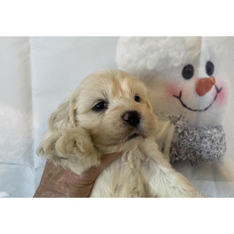 販売中の北海道のミックス犬-431380の5枚目