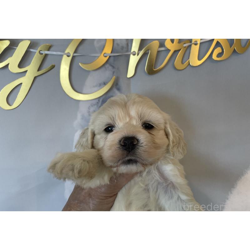 販売中の北海道のミックス犬-431380の4枚目