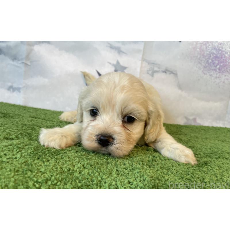 販売中の北海道のミックス犬-431380の3枚目