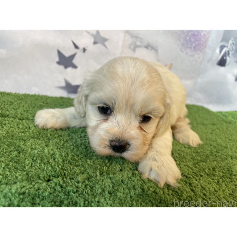 販売中の北海道のミックス犬-431380の2枚目