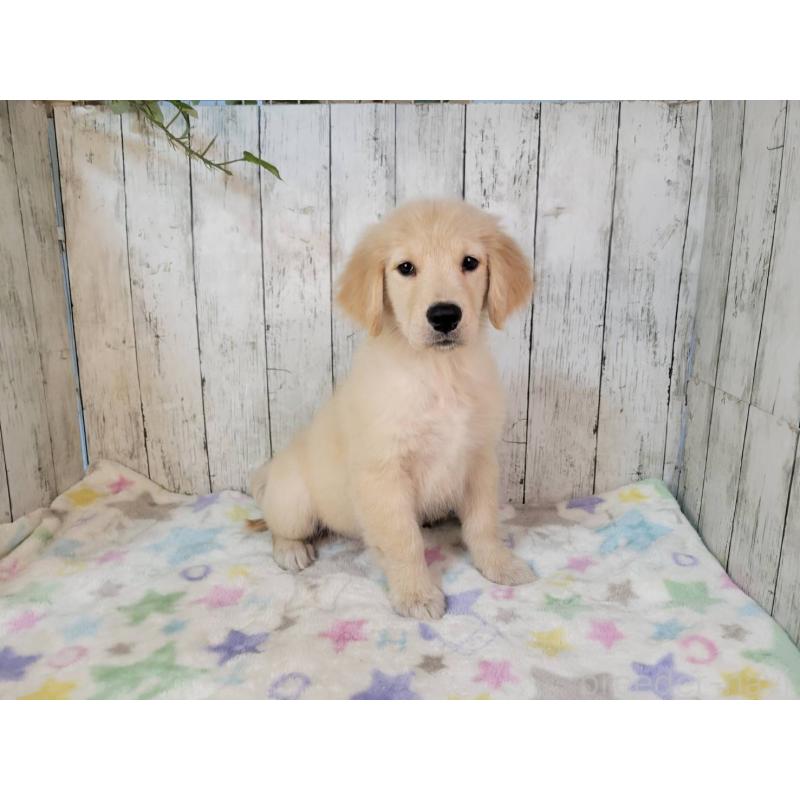 販売中の三重県のゴールデンレトリーバー-431382の5枚目