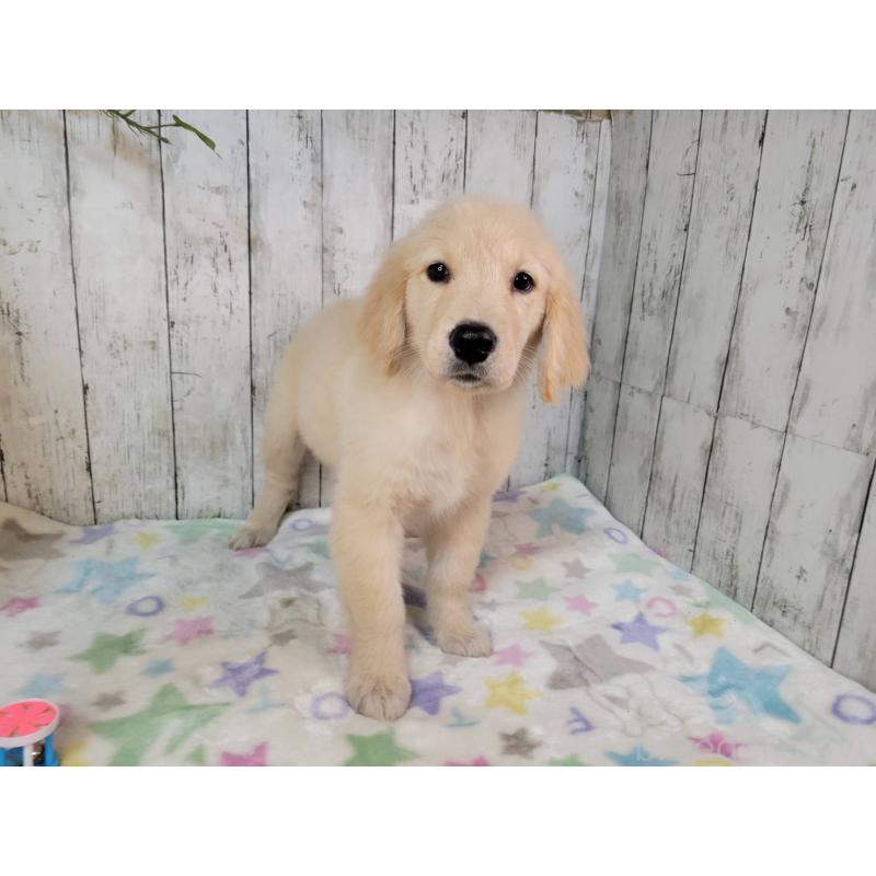 販売中の三重県のゴールデンレトリーバー-431382の2枚目