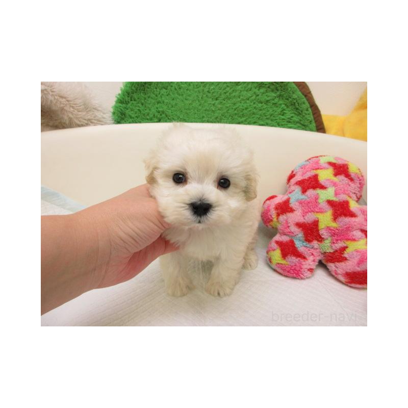 販売中の大阪府のマルプー:マルチーズ×トイプードル-431381の2枚目