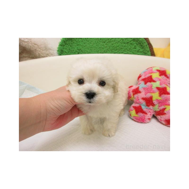 販売中の大阪府のマルプー:マルチーズ×トイプードル-431381の1枚目