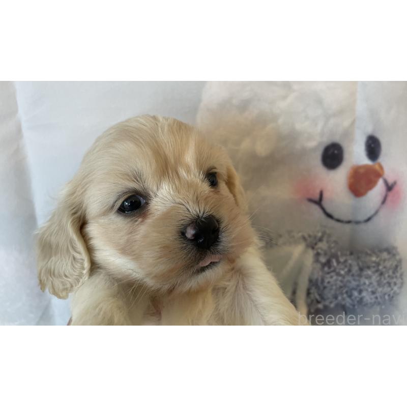 販売中の北海道のミックス犬-431383の8枚目