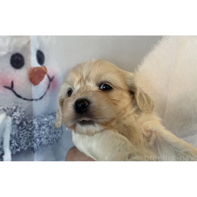 販売中の北海道のミックス犬-431383の7枚目