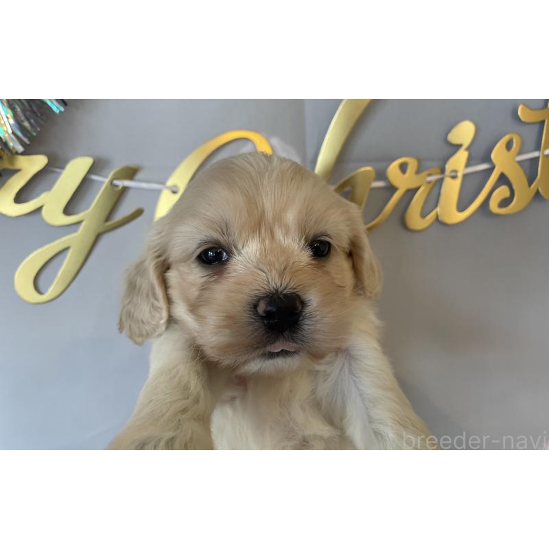 販売中の北海道のミックス犬-431383の6枚目