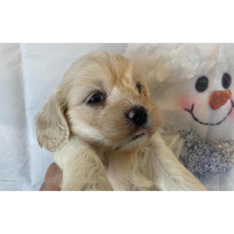 販売中の北海道のミックス犬-431383の5枚目