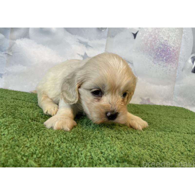 販売中の北海道のミックス犬-431383の4枚目