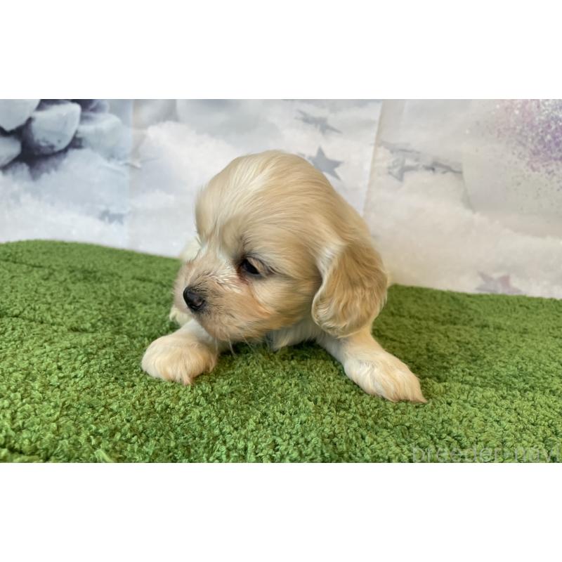 販売中の北海道のミックス犬-431383の3枚目