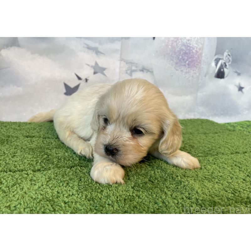 販売中の北海道のミックス犬-431383の2枚目