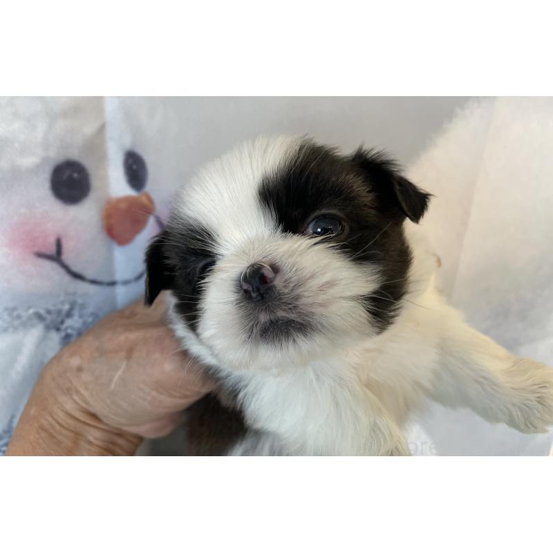 販売中の北海道のシーズー-431386の6枚目