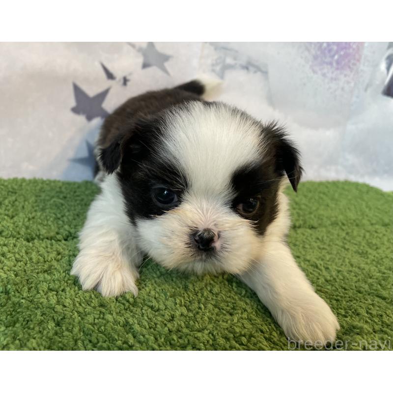 販売中の北海道のシーズー-431386の5枚目