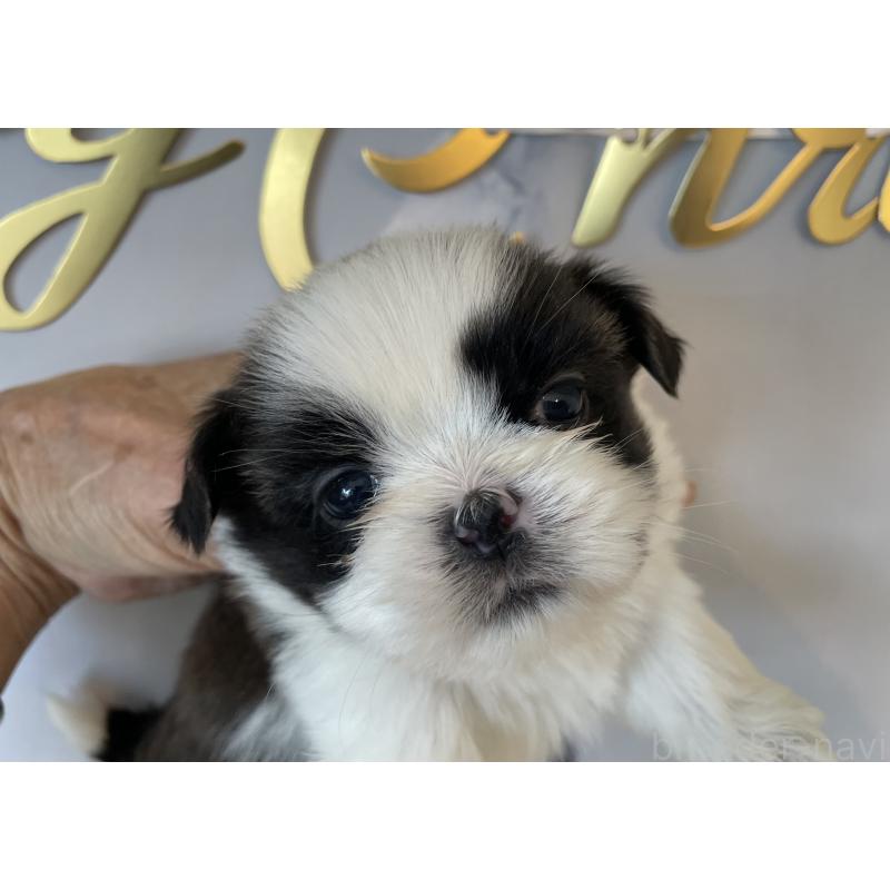 販売中の北海道のシーズー-431386の4枚目