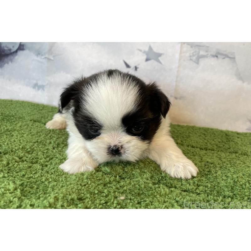 販売中の北海道のシーズー-431386の3枚目