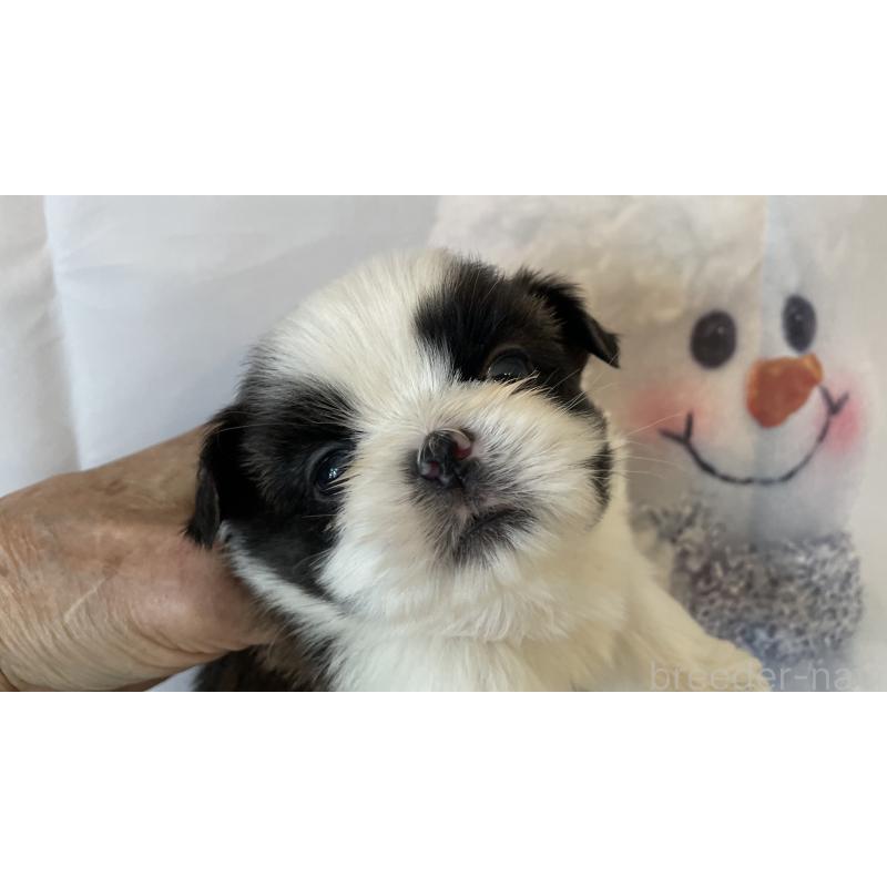 販売中の北海道のシーズー-431386の2枚目