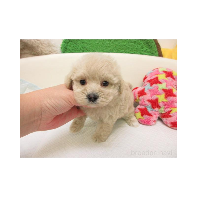 販売中の大阪府のマルプー:マルチーズ×トイプードル-431384の2枚目