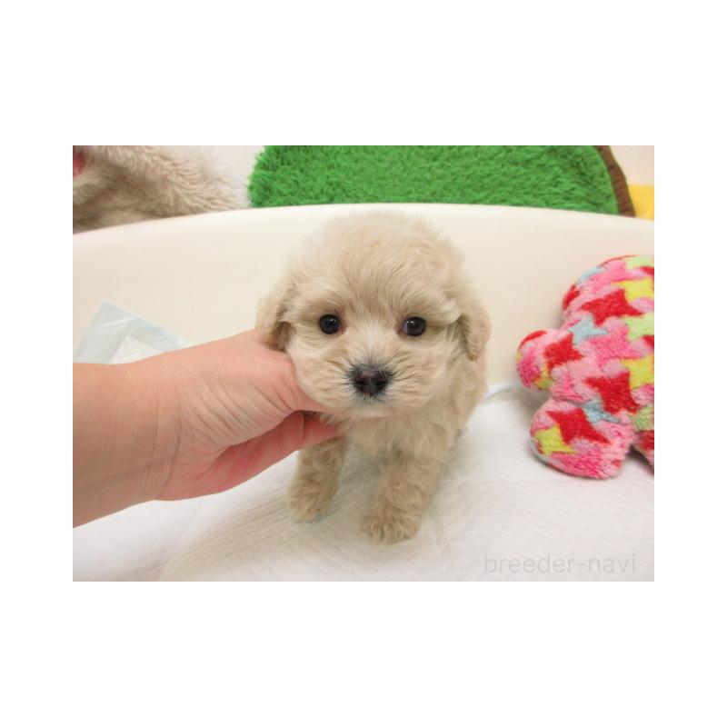 販売中の大阪府のマルプー:マルチーズ×トイプードル-431384