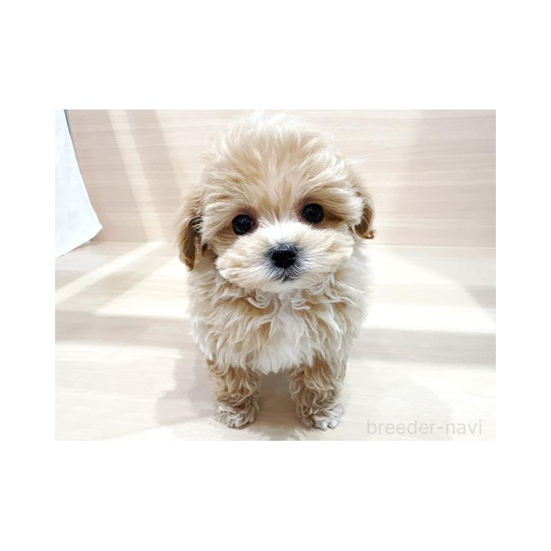 販売中の東京都のマルプー:マルチーズ×トイプードル-431387の1枚目