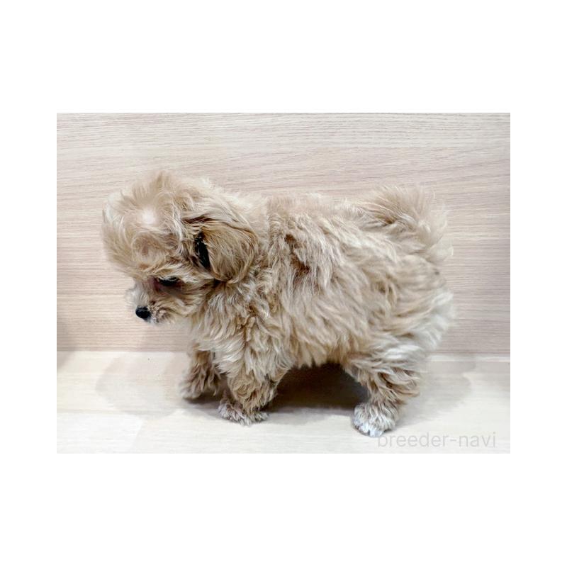 販売中の東京都のマルプー:マルチーズ×トイプードル-431387の5枚目